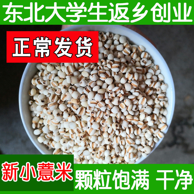 Fresh Goods Small Pearl Barley Farmhouse Self-Produced Pearl Barley kernel pearl barley rice grain Tears Seed Five Valley Coarse Cereals 500g Bulk Fried Cooked