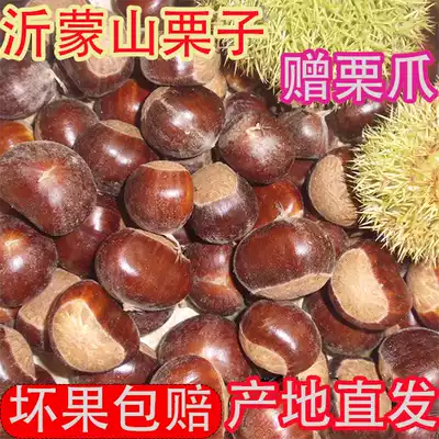 2020 New oil chestnut Shandong fresh non-Qianxi chestnut Wulian Mountain wild small chestnut raw chestnut