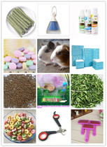 Novice discount value package three-color Dutch pig 2 can pick male and female