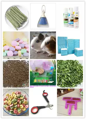 Novice discount value package three-color Dutch pig 2 can pick male and female