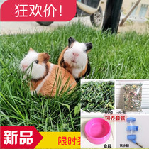 Home breeding pet Dutch pig live Dutch mouse live color dolphin live animal Guinea Pig bag healthy package