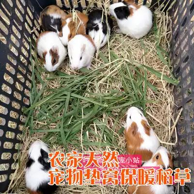 5 pieces of farmer's natural dry straw Guinea pig Dutch pig rabbit live mat nest for winter production of warm grass