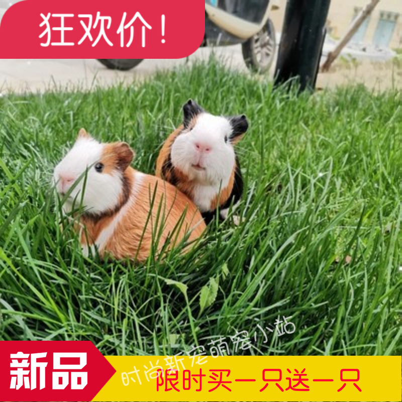 Pet dutch rat live guinea pig live animal guinea pig guinea pig has been injected with vaccine health package live