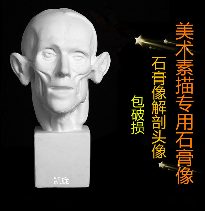 Anatomy head 1 plaster statue high 40CM plaster teaching aids plaster art sketch sketch painting still life
