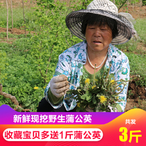  (Buy 2 catties and get 1 catty free)Wild dandelion freshly dug mother-in-law ding natural pure mountain vegetables with roots 3 catties