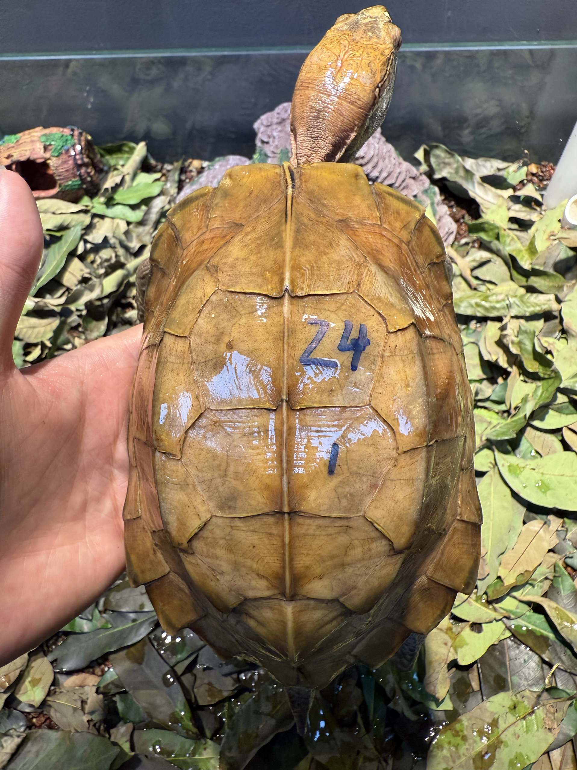 震惊！广西锯缘公493克眼红宝石头微红？这宝石真的能“红”出圈吗？🔥-龟-淘宝好物网