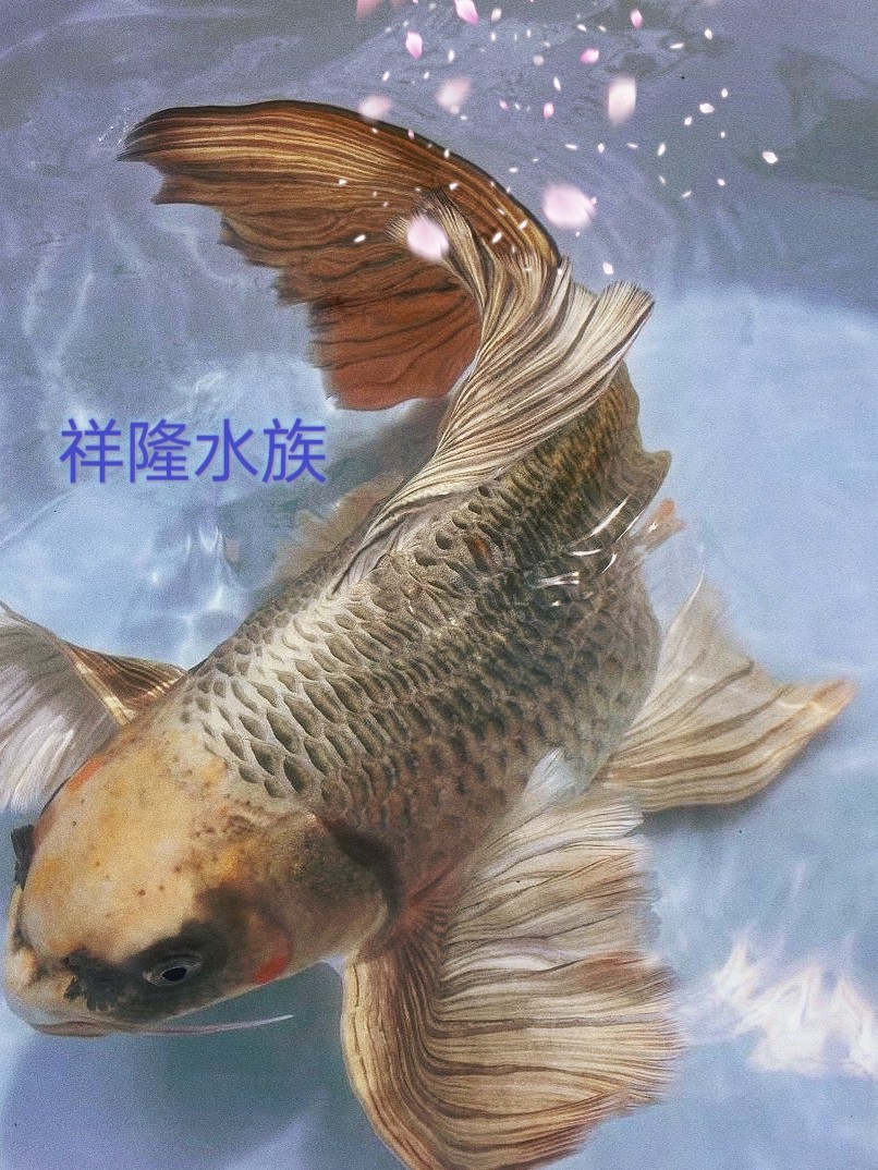 祥隆水族