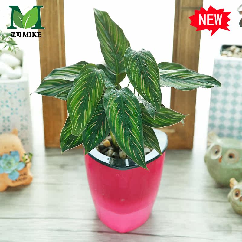 �ٿ���������