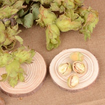 Fresh large hazelnuts new goods in 2024 Northeastern specialties fried and cooked with green skin water kernels water-flesh nuts raw hazelnuts