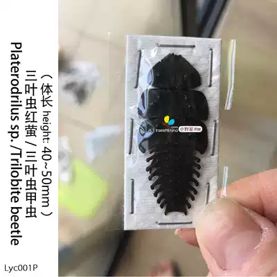 三叶虫红萤三叶虫甲虫platerodrilus Sp Trilobite 小野家的蝶