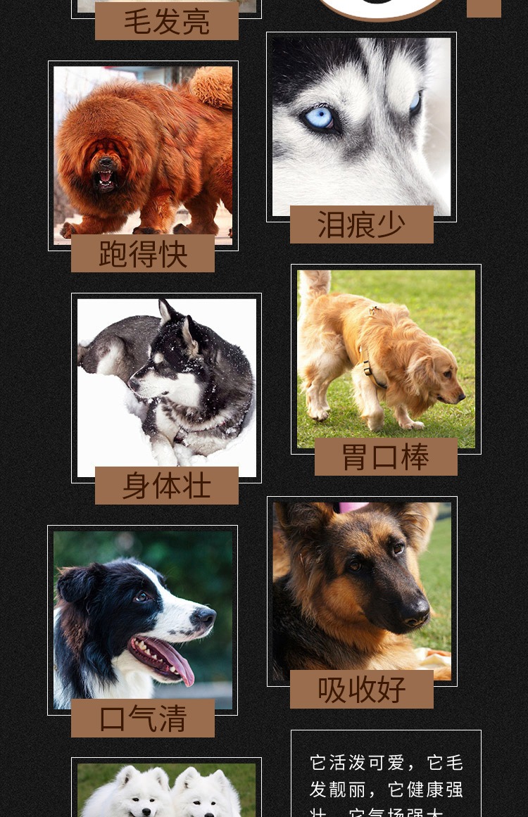 Thức ăn cho chó trưởng thành trung bình và lớn của Huang Heng Sai Jin Ma Labrador Samoyed Husky phổ biến thức ăn cho chó 30 kg - Chó Staples hạt ganador