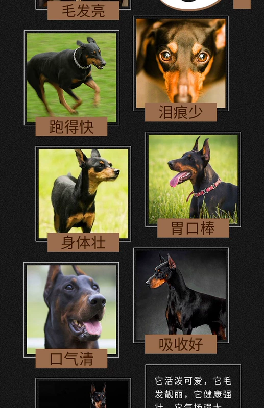 Thức ăn cho chó trưởng thành Dubin 15kg Du Gao dog chó lớn thức ăn tự nhiên Chó Doberman đặc biệt thức ăn cho chó tự nhiên - Chó Staples