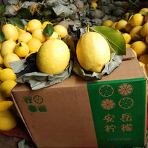 Freshly picked and juicy lemons 9-30 pounds of origin straight hair commercial plastic wrap Sichuan Anyue yellow lemon without wax