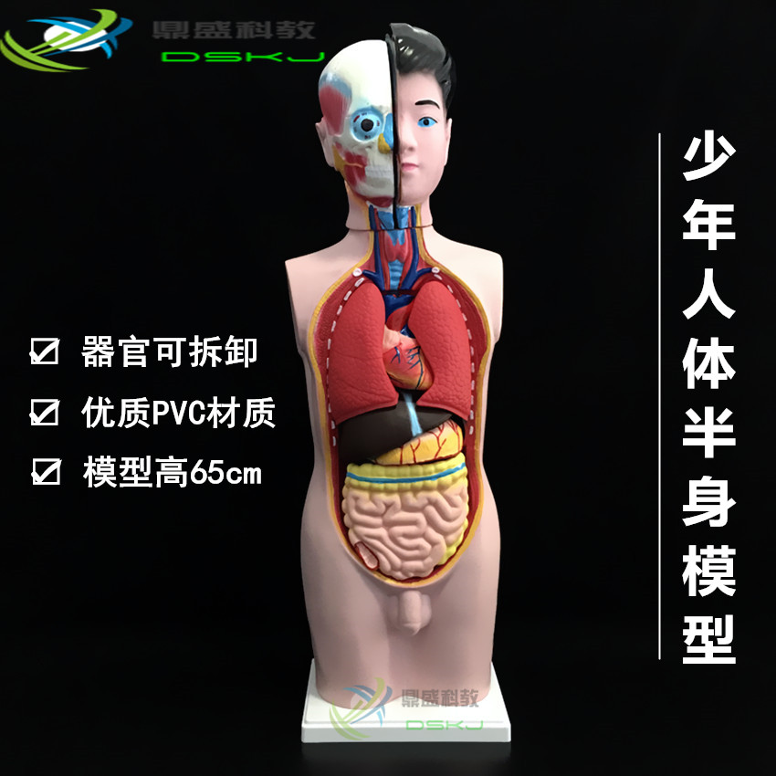少年人体半身模型 可拆分 高65cm 生物医学教学仪器 生理卫生教具