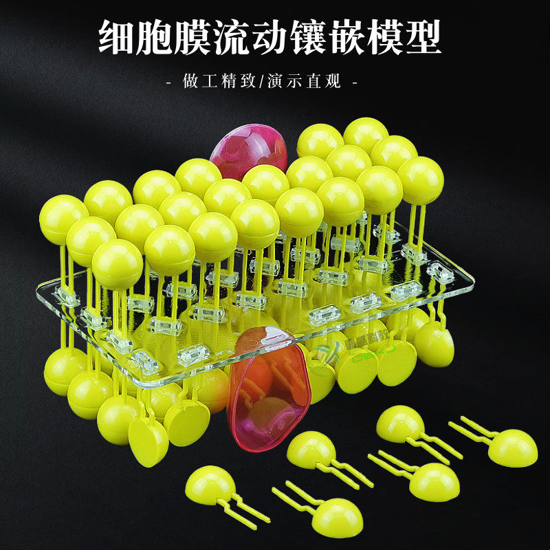 细胞膜流动镶嵌模型组件 J33304 球形可组装中学生物实验教学仪器