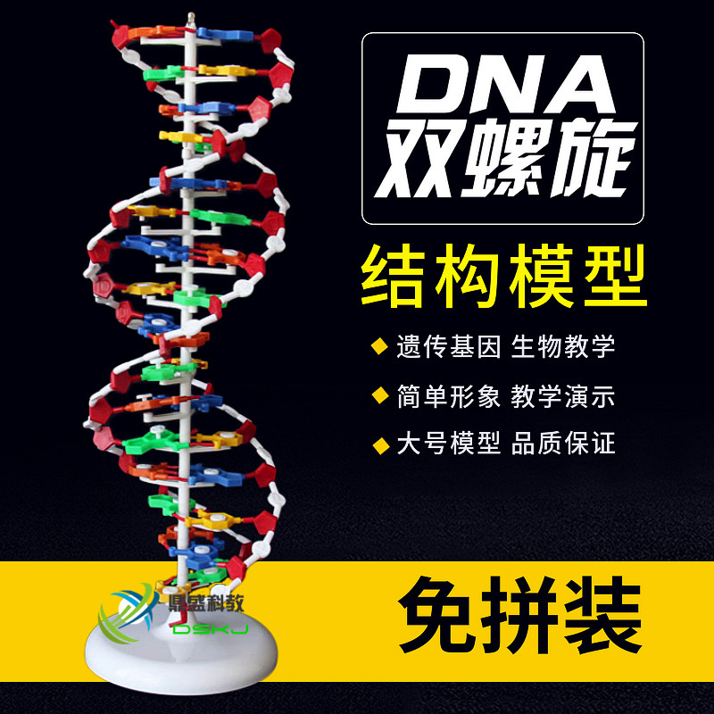 DNA双螺旋结构模型J3212带底座60cm厘米遗传基因生物教学仪器大号