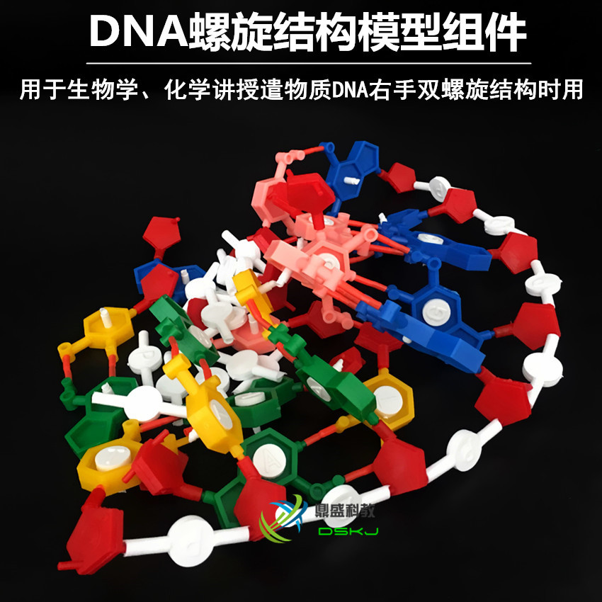 3242DNA双螺旋结构模型组件脱氧核糖核酸生物遗传基因 教学仪器
