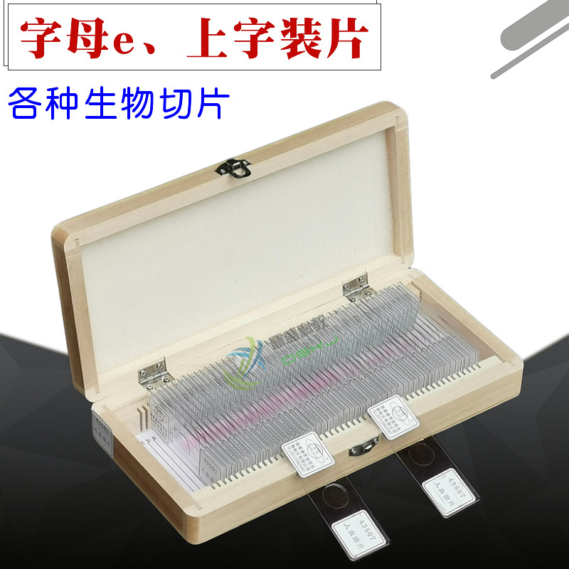 生物切片永久装片人血涂片人体四大组织字母e上字初中考高中神经