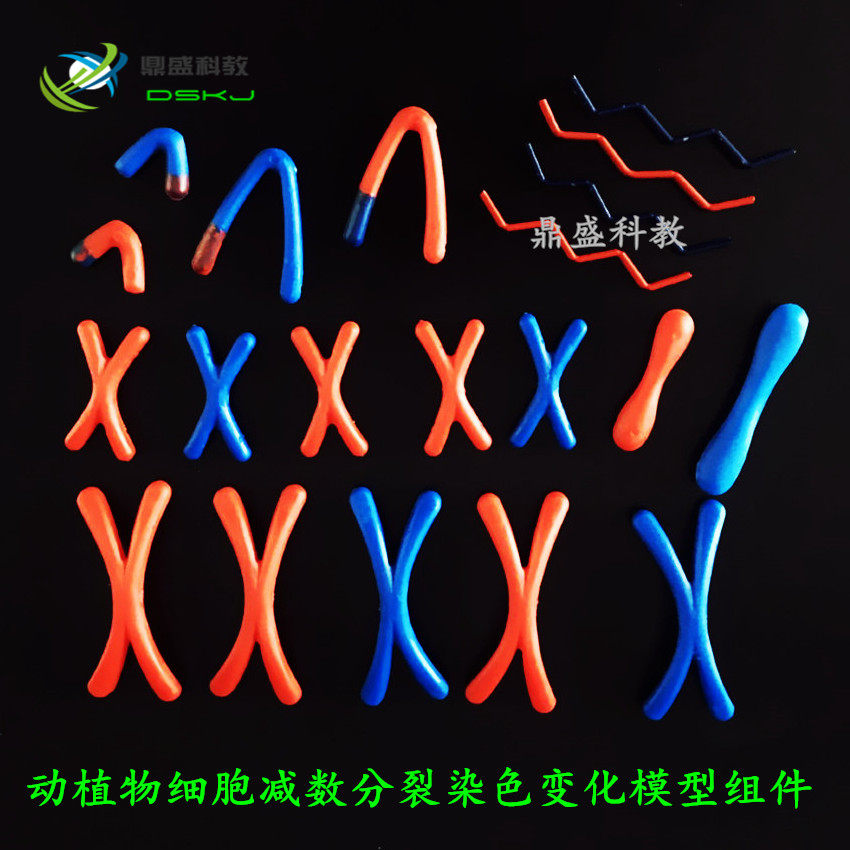 动植物细胞减数分裂染色变化模型组件 33305有丝分裂生物教学仪器