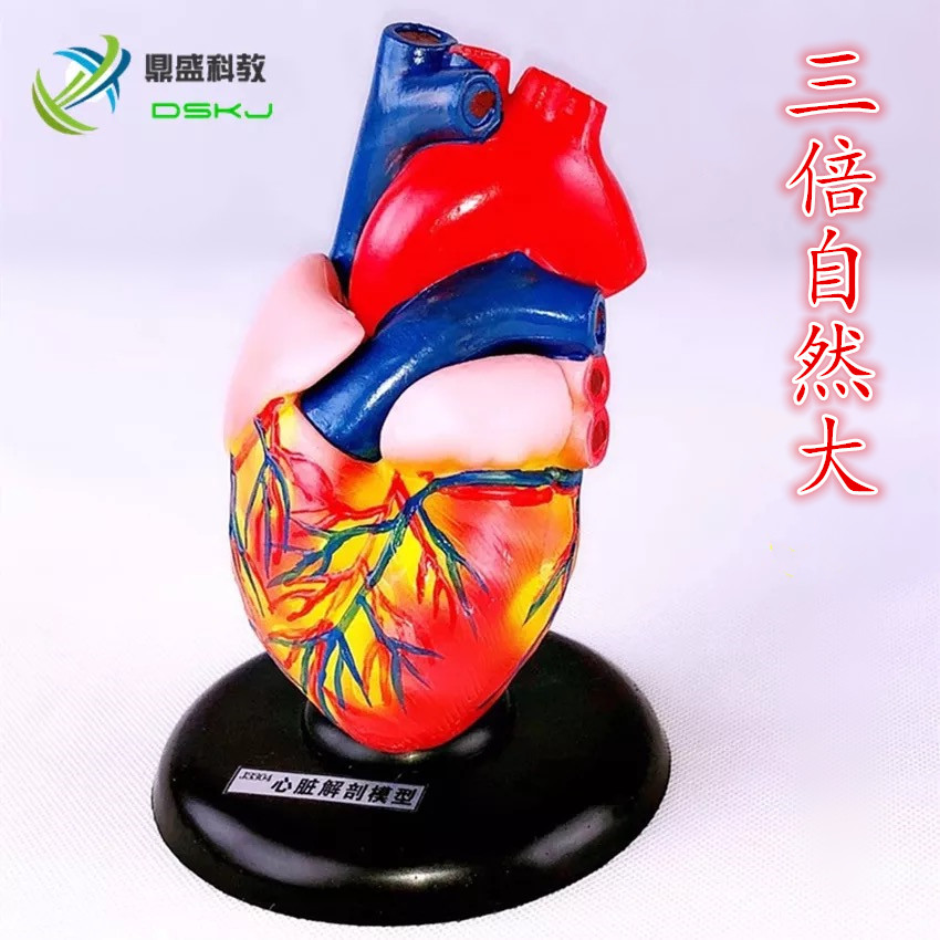 心脏解剖放大模型 放大3倍 三倍 左右心房心室 生物教学仪器
