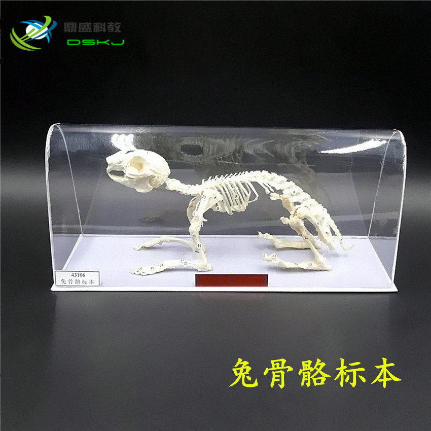 兔骨骼标本 J43106 中学生物实验器材 初中生物标本 教学仪器