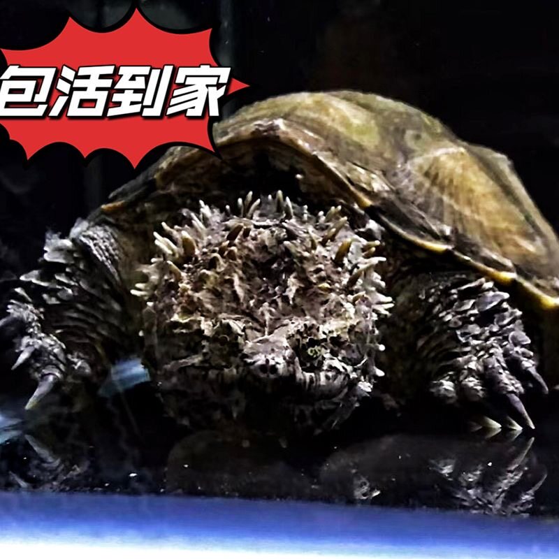 北美小鳄龟真的适合你家吗?养龟新手必读!-龟-淘宝好物网
