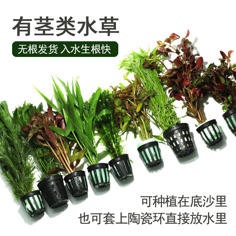 新手养水草不翻车🌿百元造景秘籍-水草-淘宝好物网