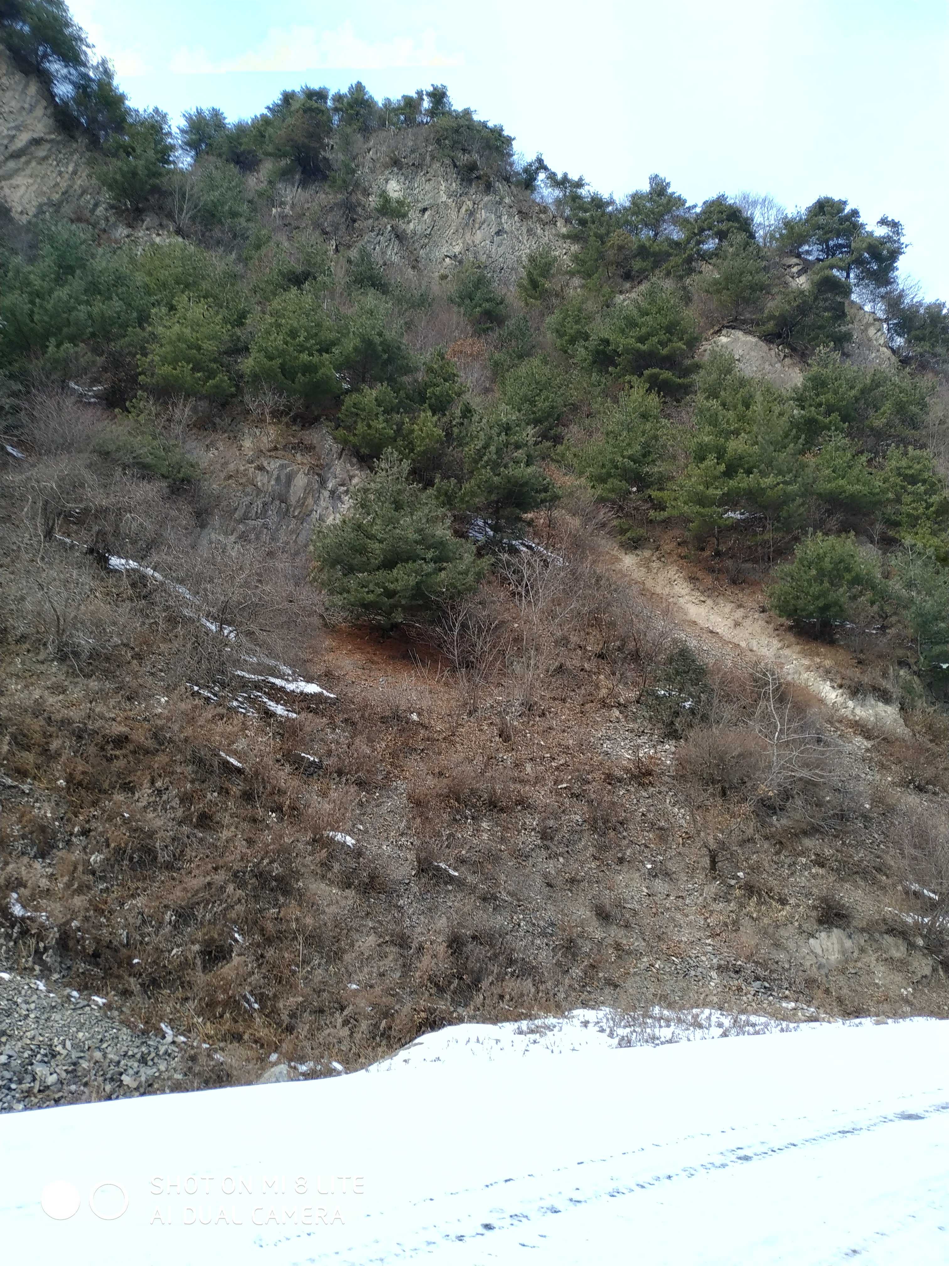 Wild Huashan Songsong Qinling Mountain Songsong Natural Huashan Songsong Potted Huaishan Songhua Mountain Songwa Mountain Songwa Mountain