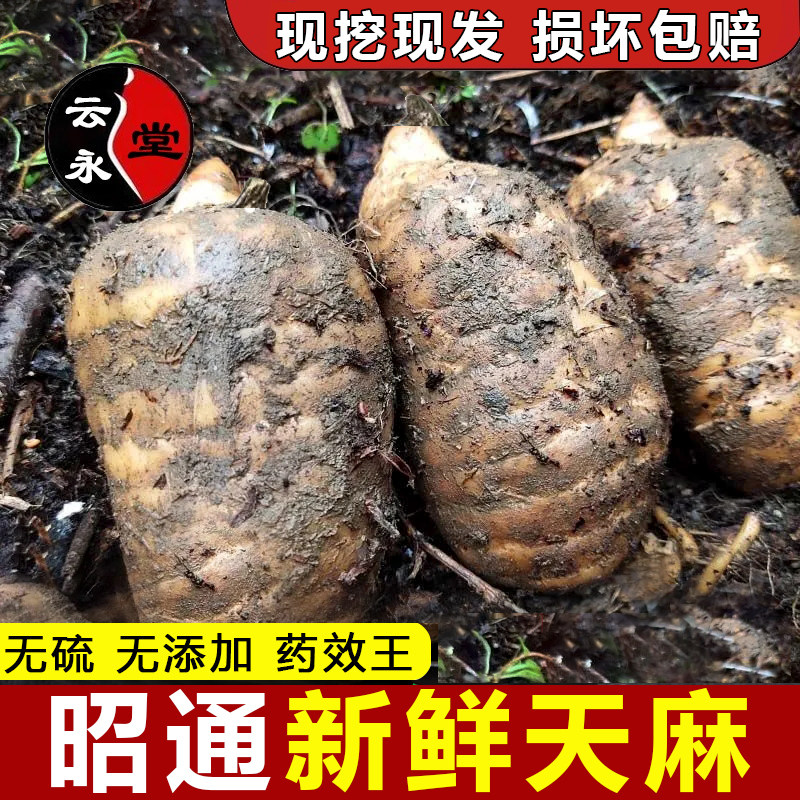 Fresh Gastrodia elata Yunnan Zhaotong Gastrodia elata 500g medicinal herbs Xiaocaoba is now digging non-wild free slices and powder