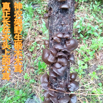 Shennongjia wild Basswood fungus premium black fungus Winter ear small bowl ear Northeast Premium Fungus 250g 
