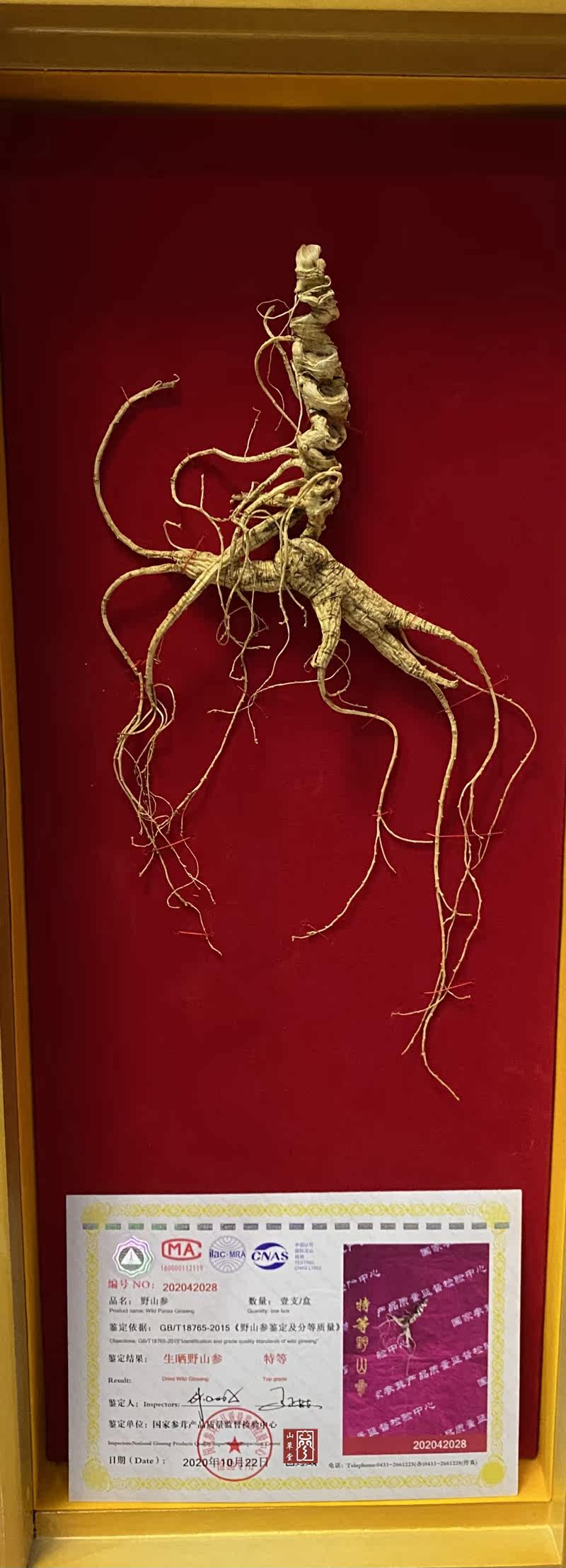 CIQ principal wild ginseng