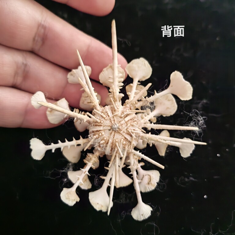 undefined-淘宝网