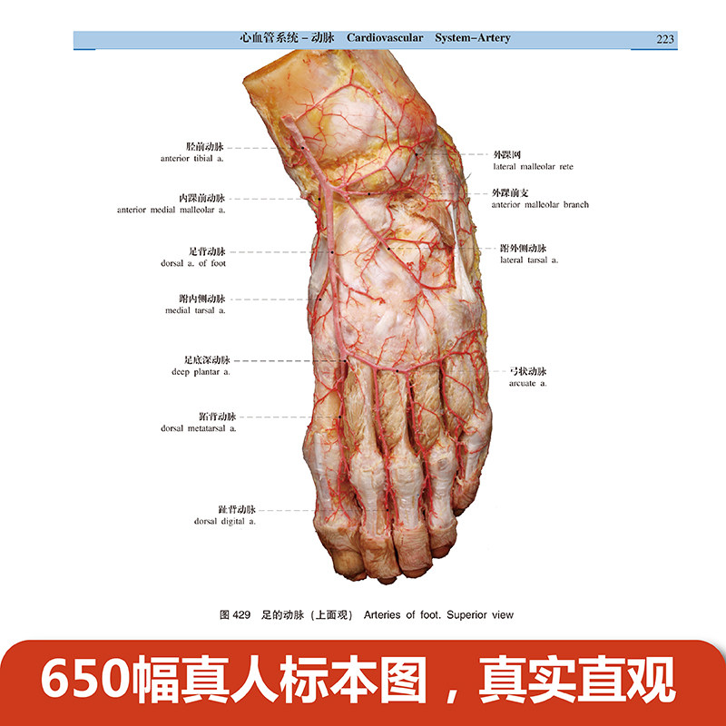 📚揭秘人体奥秘！钟世镇教授《人体解剖学标本彩色图谱》第2版，临床