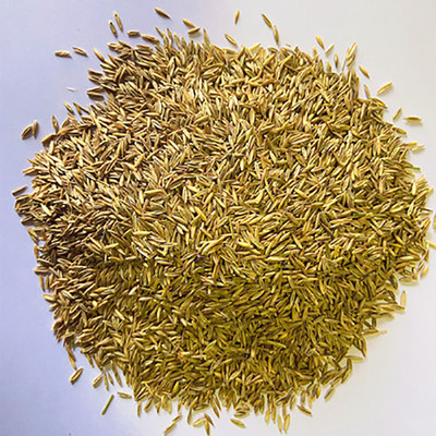 绿化草坪种子四季常青草籽