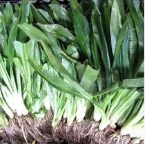 Thai restaurant with fresh coriander Yuanxi coriander goose mustard coriander thorn parsley goose Ti Goose Emperor 500g