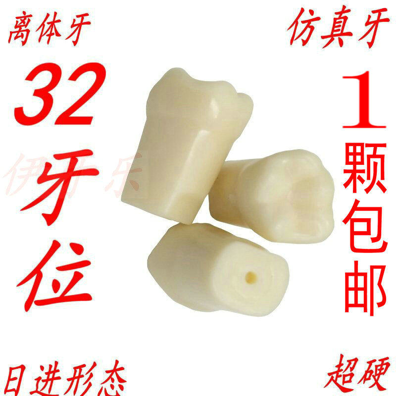 Root canal ex-body dental test practice open medullary cavity dentistry model simulation tooth loose grain dental body preparation