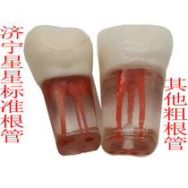 Examination practice Root canal teeth In vitro teeth Resin teeth with roots Open pulp teeth with pulp cavity bone gypsum blocks