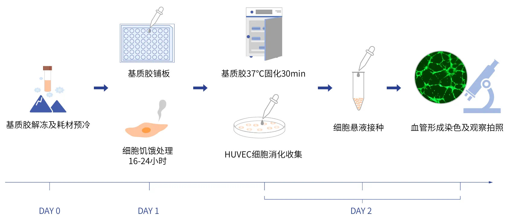 HyCyte?HUVEC血管形成实验试剂盒 gutk-r002 10t