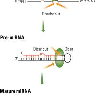 SC410001 Mouse miRNA expression plasmid set  套装