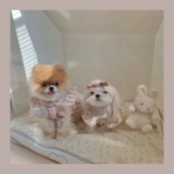 Брендовое розовое летнее платье с рукавами, милая кружевная юбка, цветочный принт