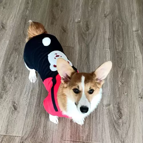 Одежда собаки осенью и зимой густая теплая хлопчатобумажная одежда Тедди Тедди Белль Бумеи маленькие собачьи кошки четыре юбки