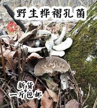 Wild birch fungus birch ganoderma birch Ganoderma lucidum new goods Changbai Mountain wild fungus 500g