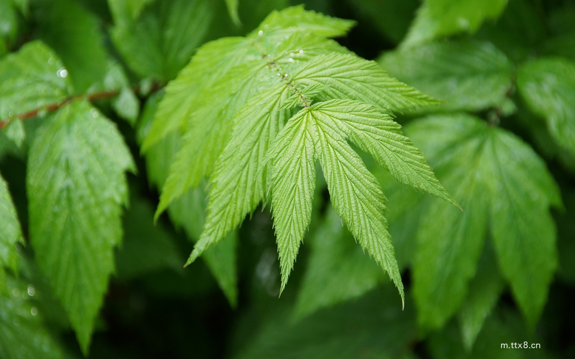 绿色植物风景高清电脑桌面壁纸6.jpg