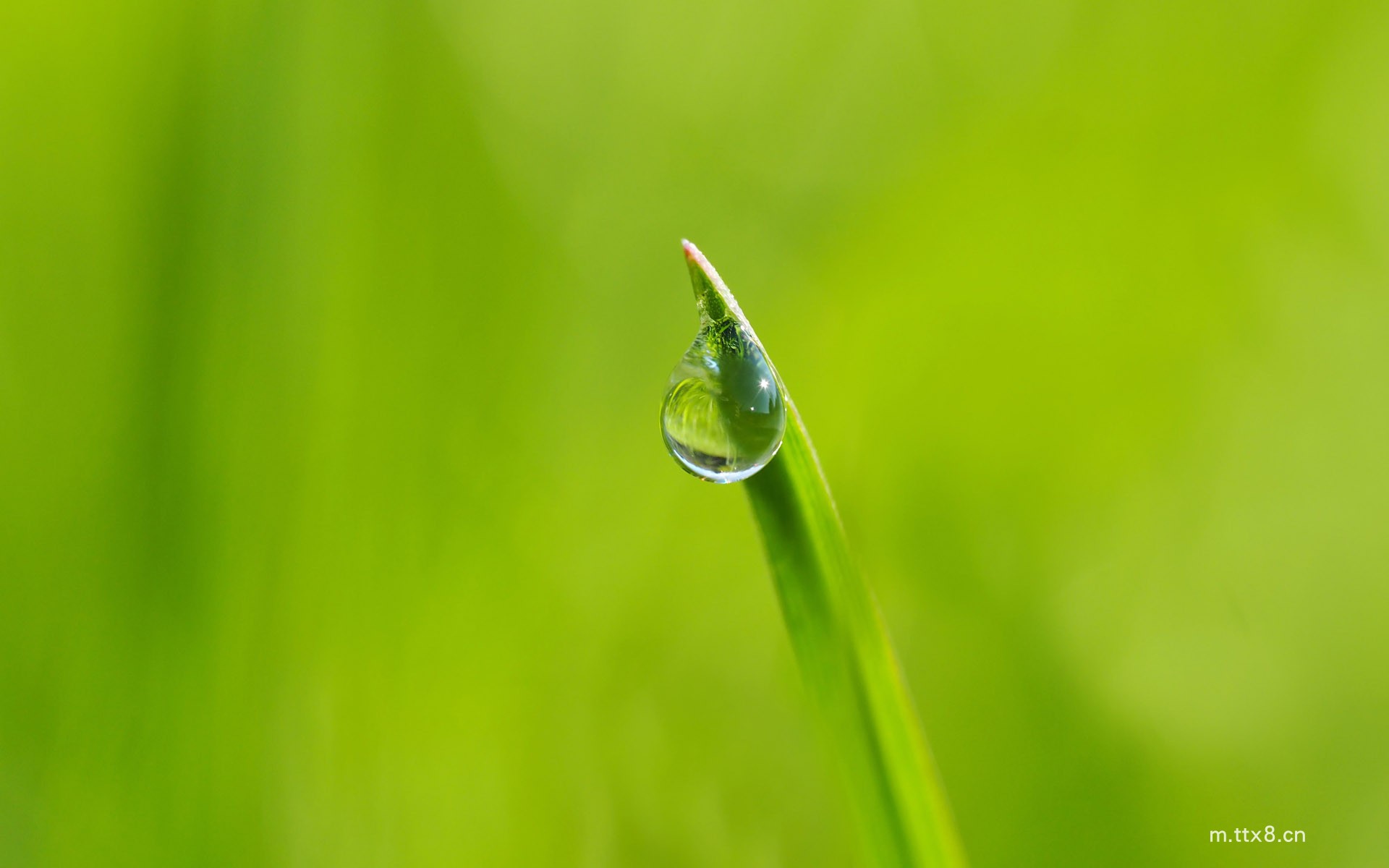 绿叶上的露珠高清护眼电脑桌面壁纸 绿叶上的露珠高清护眼电脑壁纸8.jpg