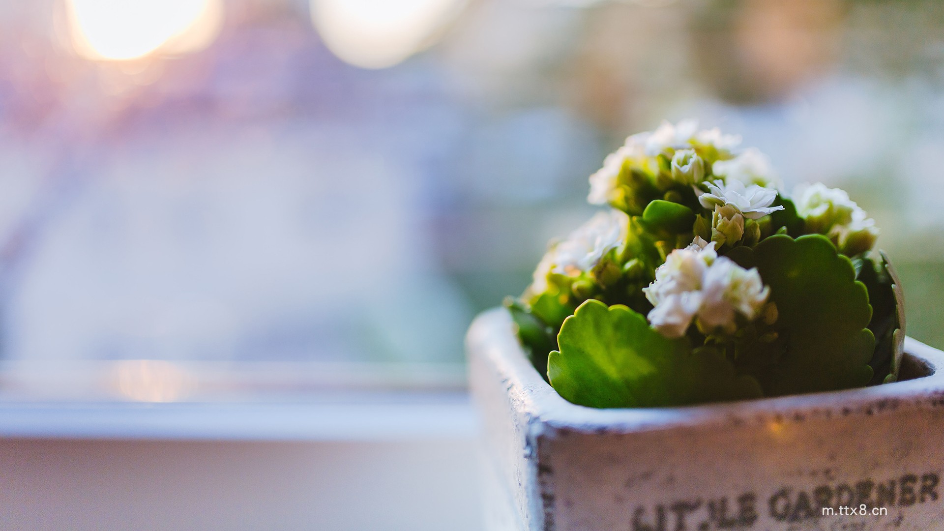 小清新花卉植物盆栽图片大全高清桌面壁纸 小清新植物盆栽图片大全高清桌面壁纸2.jpg