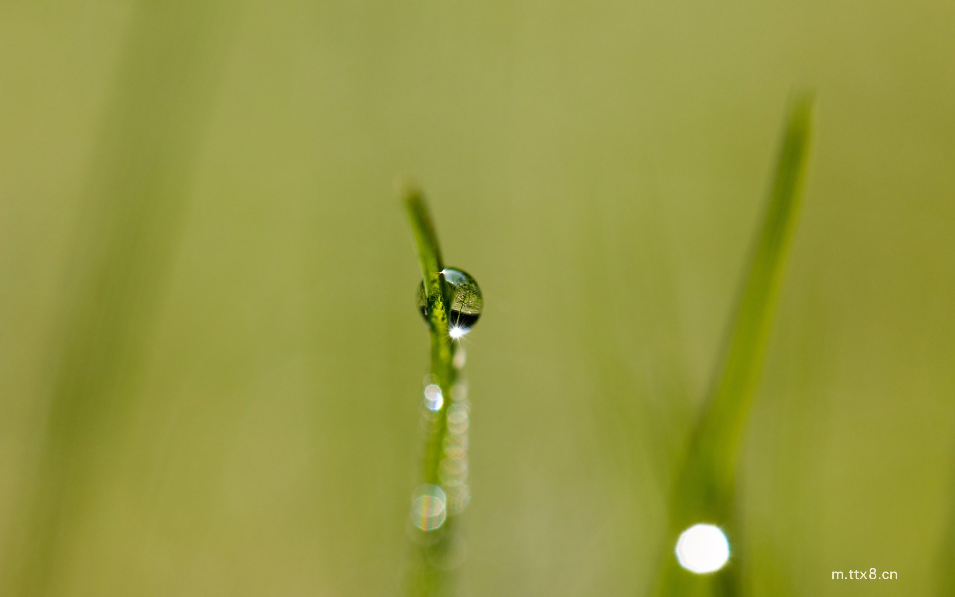 绿叶上的露珠高清护眼电脑桌面壁纸 绿叶上的露珠高清护眼电脑壁纸.jpg