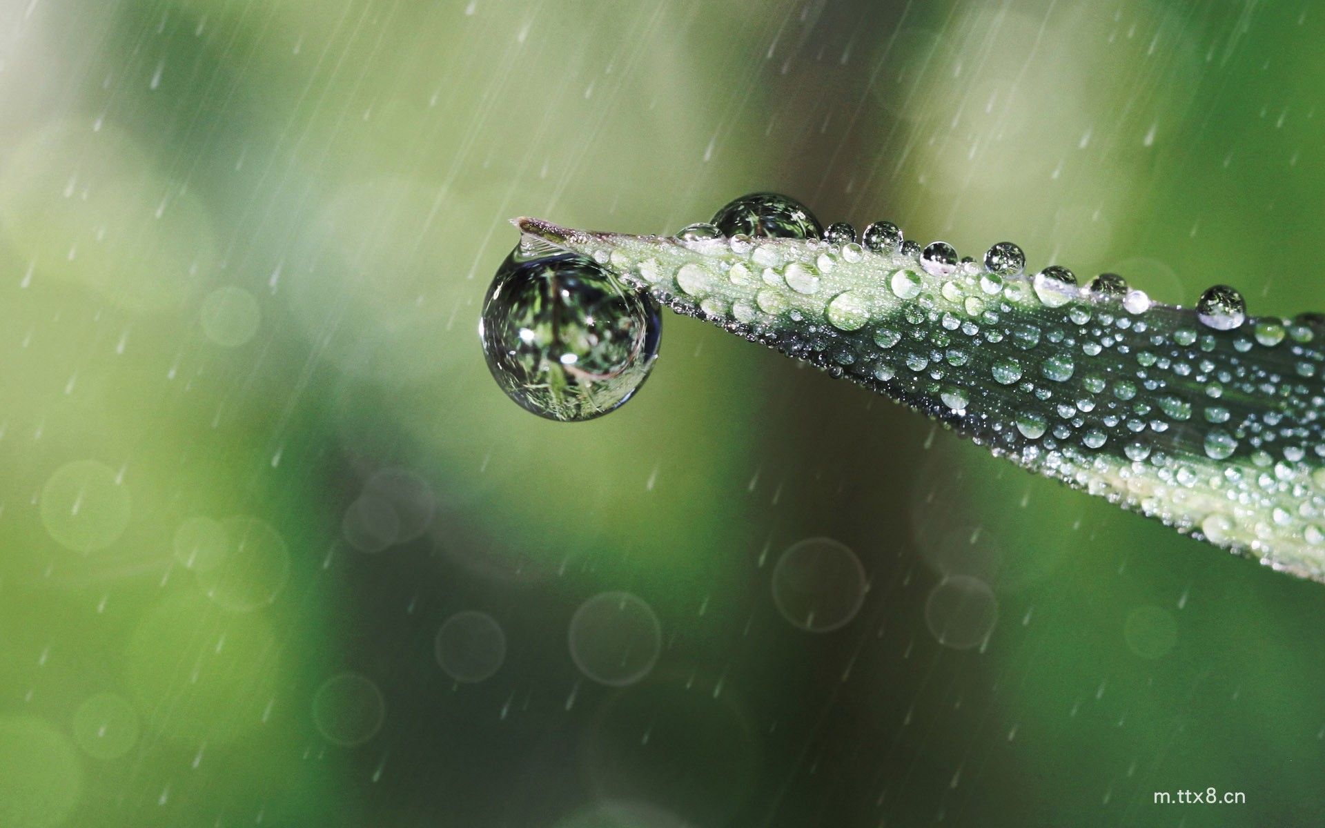 绿叶上的露珠高清护眼电脑桌面壁纸 绿叶上的露珠高清护眼电脑壁纸7.jpg