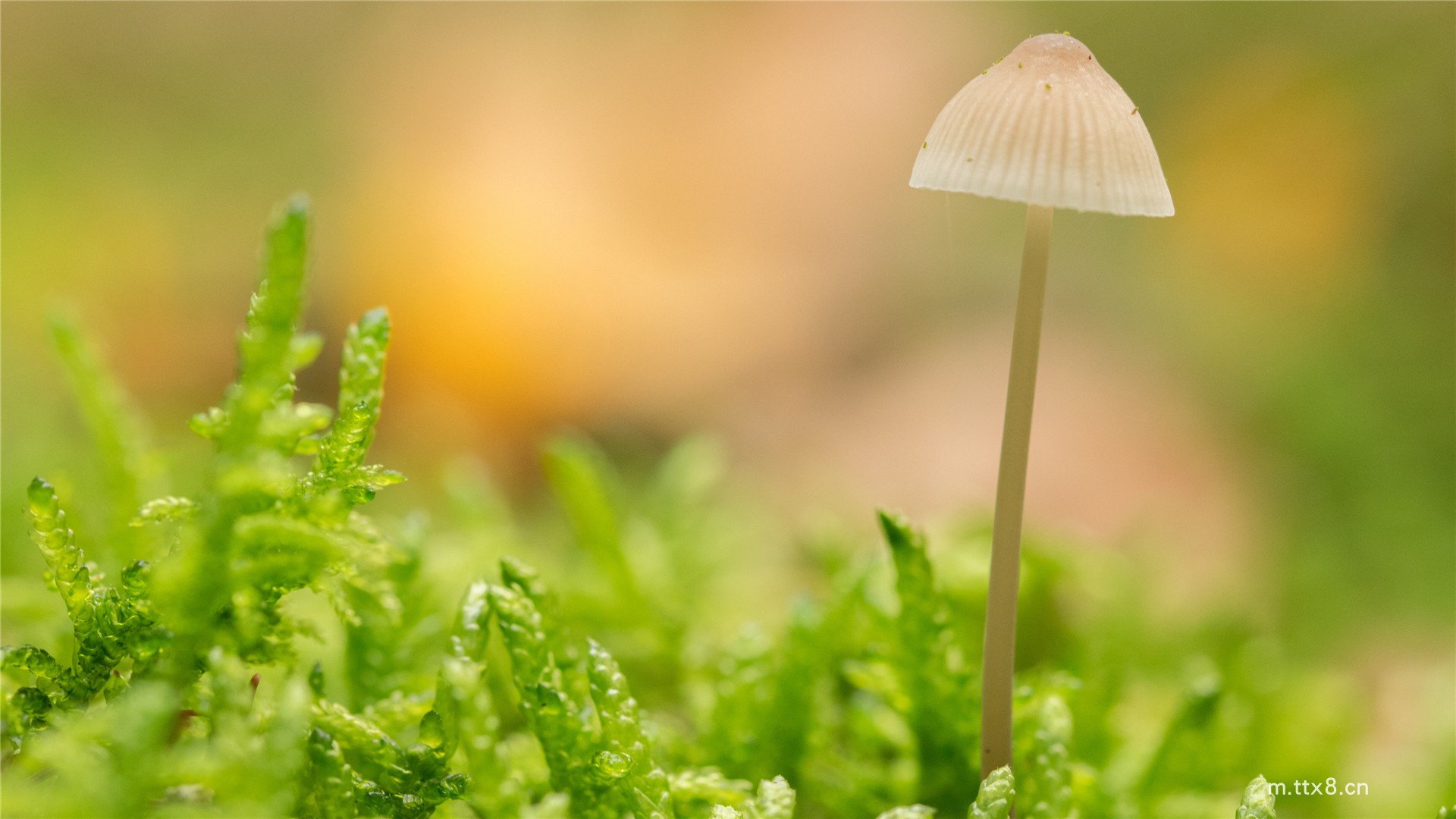 精选野生蘑菇图片大全高清壁纸 漂亮的野生蘑菇高清桌面壁纸6.jpg
