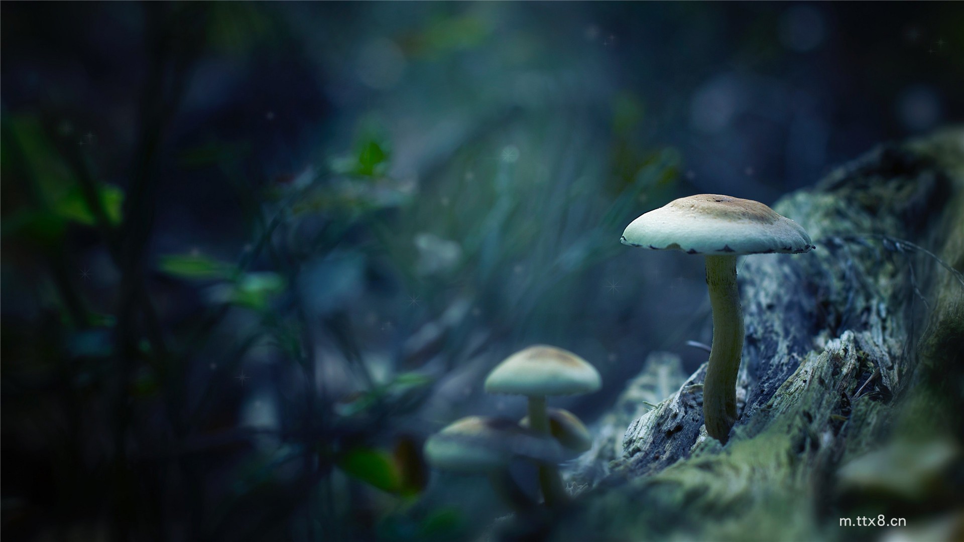漂亮的野生蘑菇高清桌面壁纸2.jpg