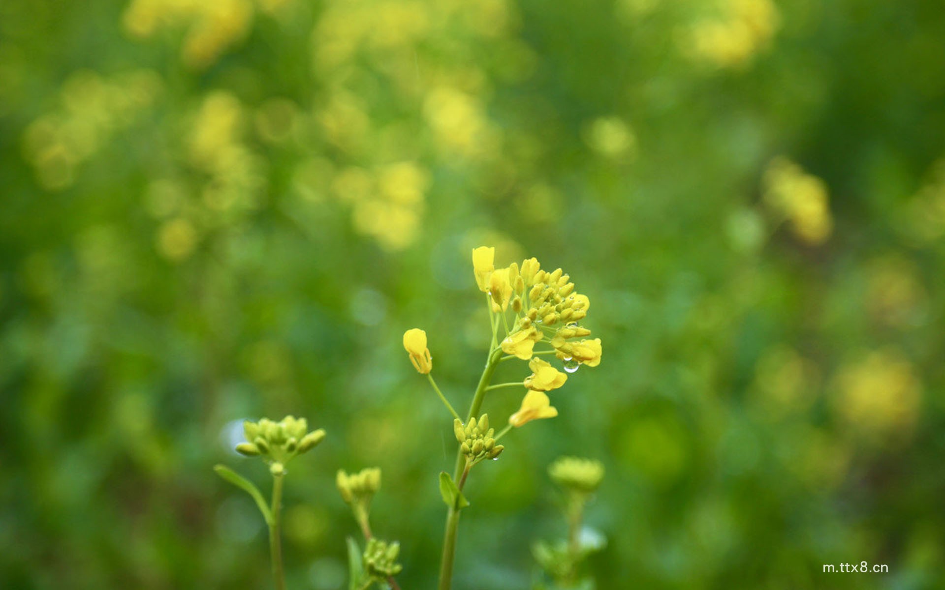 油菜花图片大全高清壁纸 唯美油菜花田高清桌面壁纸6.jpg